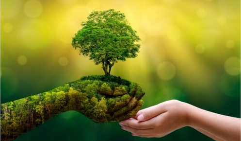 Hands holding small plant sprout